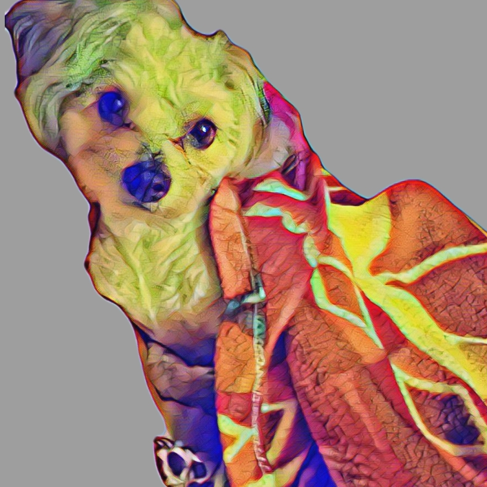 Maltipoo (Chloe)
